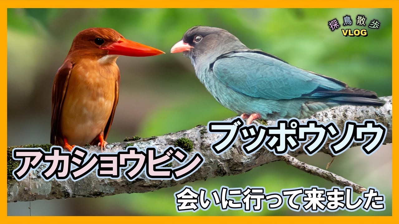 【探鳥散歩 VLOG】山形県～新潟県にプチ遠征してきました　アカショウビン  ブッポウソウ