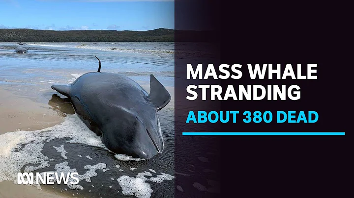 About 380 pilot whales dead after mass stranding on Tasmania's West Coast, 50 saved | ABC News - DayDayNews