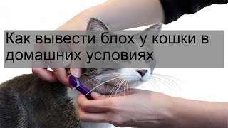 Как вывести блох у кошки в домашних условиях