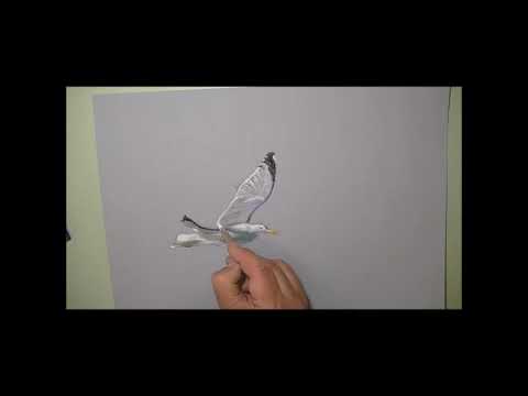 ⁣Pastels secs - Goéland en plein vol