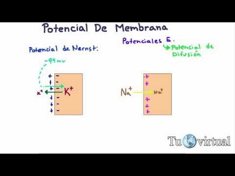 Vídeo: Producción De Mezclas De Celulasa Altamente Eficientes Mediante La Explotación Genética De Los Potenciales De Las Celulasas Endógenas De Trichoderma Reesei Para La Hidrólisis De Lo