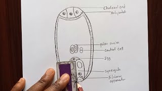 How To Draw Diagram of Embryo Sac