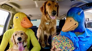 Police Ducky Surprises Puppies & Rubber Ducky With Car Ride Chase!
