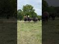 Took Them A Second To Realize Lunch Had Been Served! #cow #bull #kentucky #feeding #cattle #farming