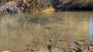 Spencer Creek fall Chinook spawning on October 23, 2025.