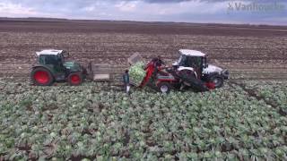 Koolrooier versmarkt - Arracheuse de chou frais - Cabbage harvester for storage