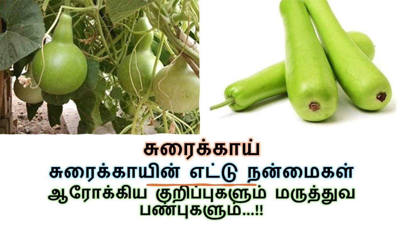 Suraikai Benefits | சுரைக்காய் - இதைத் தெரிந்து கொண்டு இனி சாப்பிடுங்கள் | Zucchini | Bottle Gourd
