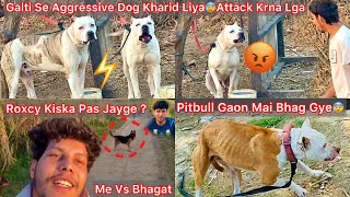 Galti Se Aggressive Dog Le Liyakisi Ko P Nhi Jana De Rhapitbull Female Gaon Mai Andar Ghus Gye