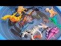 Dinosaur vs Real Fish in Blue Water Tub!Baby Toys 