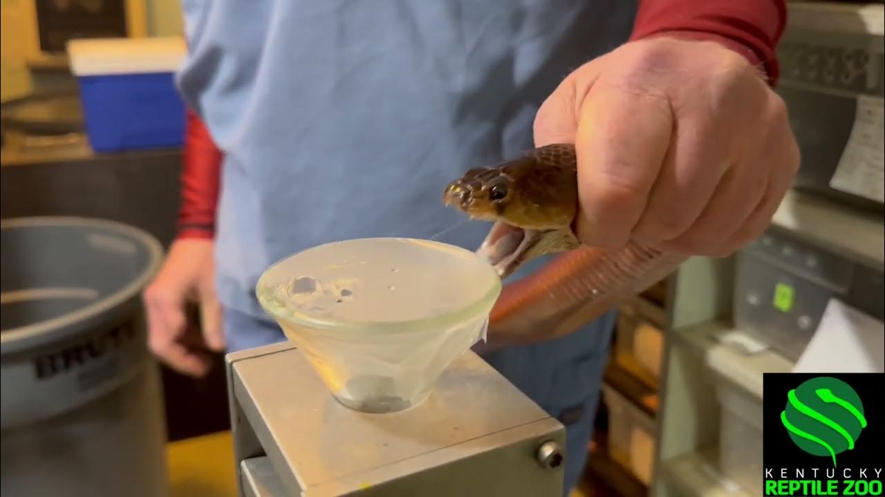 Spitting Cobra Sprays Venom - YouTube