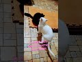 My Cats Love Each Other Very Much It S Beautiful To See Cat Catlove Cutecat