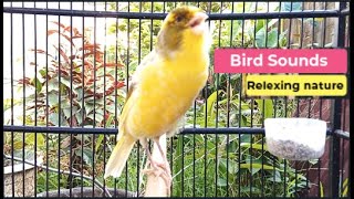 ?Canary Bird Sounds_Birds Singing Withhout Music, Relaxing Nature Sounds episode 355