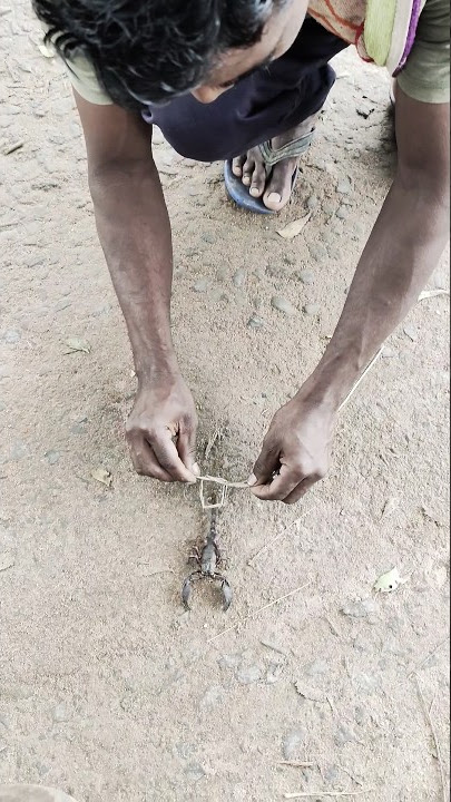 How to catch scorpion 🦂 #scorpion #shorts