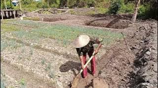 TANGGUL DIPERLEBAR AGAR TANAMAN DI KEBUN AMAN DARI BANJIR PASANG SURUT; CERITA WANI RANTAU