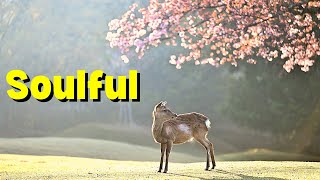 Soulful – Luke Bergs[Free Royalty Background Music]