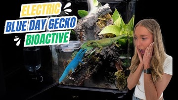 Electric Blue Day Gecko Bioactive Setup