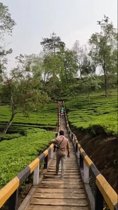 Tipam Tea Garden Assam#tipam #teagarden #viral #trending