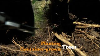 Planting Container Grown Trees