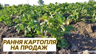 Вирощування ранньої молодої картоплі на Поліссі/Нюанси