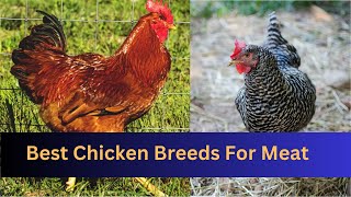 Best Broiler Chicken Breeds || #meat #broiler by nsfarmhouse 420 views 6 months ago 1 minute, 36 seconds