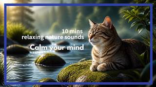 Calm your mind with this 4k forest stream video - relaxing nature sounds