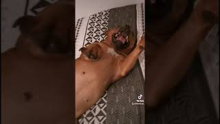 Staffie ... Soi Disant