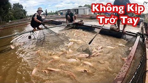 Thượng Nguồn xả Lũ Cá Chết Đồng Loạt Không Kịp Trở Tay | Bán Rẻ Như Cho