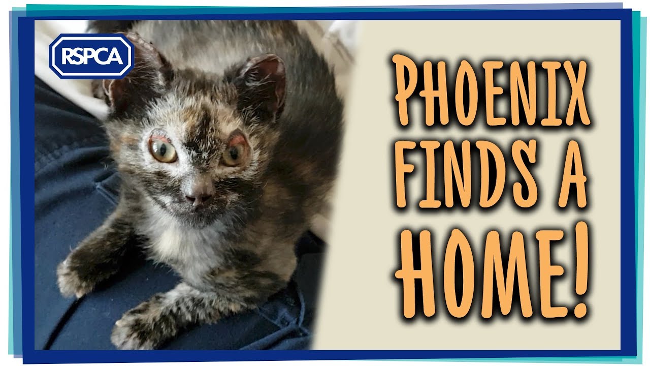 cruelty free kiko Phoenix the Miracle Kitten!