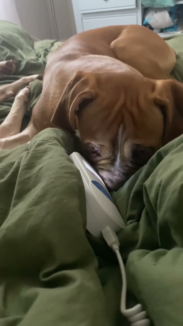Boxer Listens To Baby Heartbeat Monitor || ViralHog
