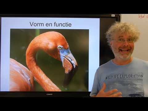 Video: Wat is vorm volgt functie in de biologie?