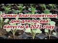 КОГДА СЕЯТЬ КАПУСТУ В 2021 ГОДУ? Не спешить сеять слишком рано! Посев по лунному календарю!