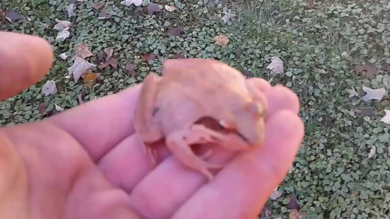 Fat wood frog ready to hibernate YouTube