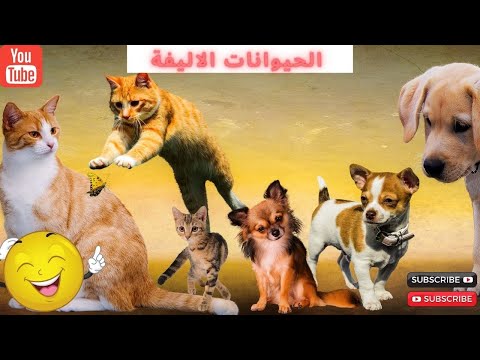 فيديو: حيوانات الدعم العاطفي: ما هي الحيوانات المؤهلة وكيفية تسجيل ESA الخاص بك