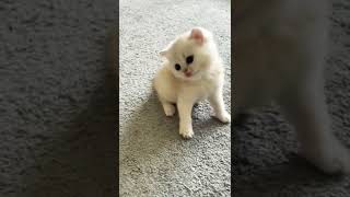 kittens play and purr