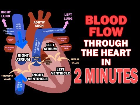 How Does Blood Flow through the Heart ?