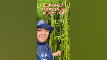 Trúc Cần Câu #truccancau #caytruccancau #cây_trúc_cần_câu #trúc_cần_câu #cayhangrao #cayẫynh