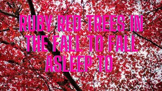Ruby Red Trees In The Fall To Fall Asleep To