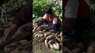 萝卜大丰收，个头都很大，还拔出萝卜三胞胎【闽湖阿嬷Fujian Grandma】