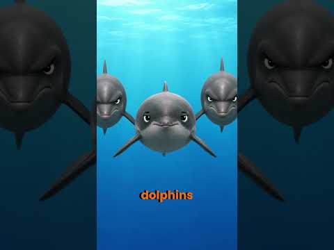Three Animals Predators Kill Without Eating                 #hrbour porpoises #sea otters #dolphins