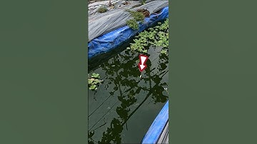 Thú vui câu cá | Dã Ngoại Cùng Lan #shorts