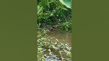 Câu cá rô đồng, tự nhiên, bỏ xuống là cá ăn liền