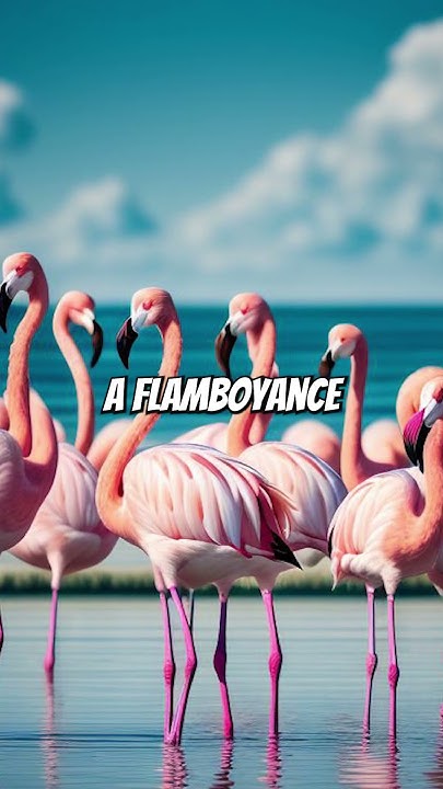 A Group of Flamingos Is Called a Flamboyance 🦩#shorts #flamingo #
