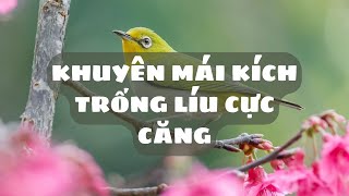 Khuyên mái kích trống...không thích cũng phải líu - Chim Cảnh Carnegie