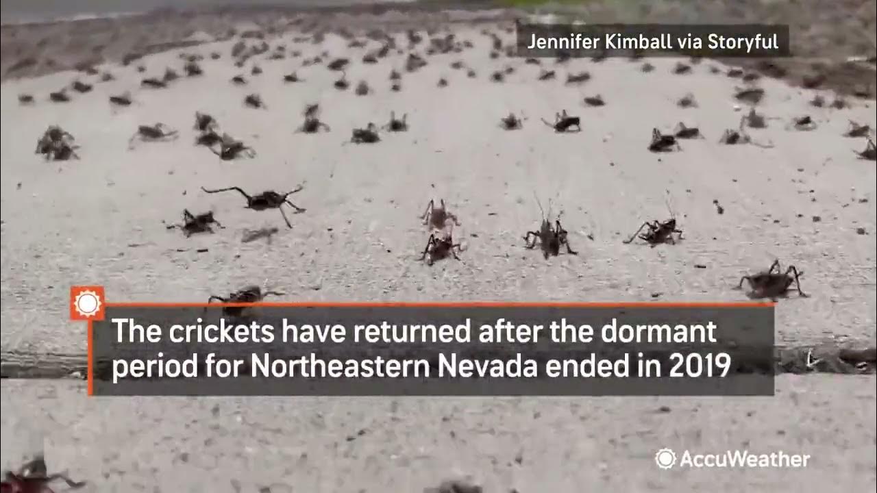 Millions Of Crickets Plague Nevada YouTube