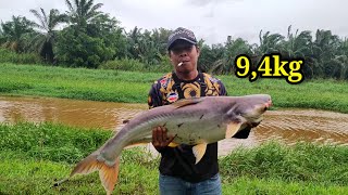 MasyaAllah ‼️ mancing di sungai liar dapat ikan patin sebesar bayi