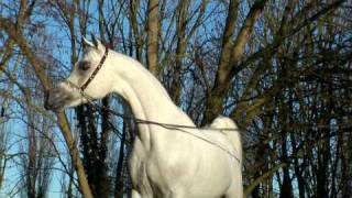 Al Adeed Al Shaqab - Straight Egyptian Stallion