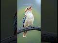 A Symphony of Wings: Nature’s Most Vibrant Birds. #shorts #birds #nature #wildlife