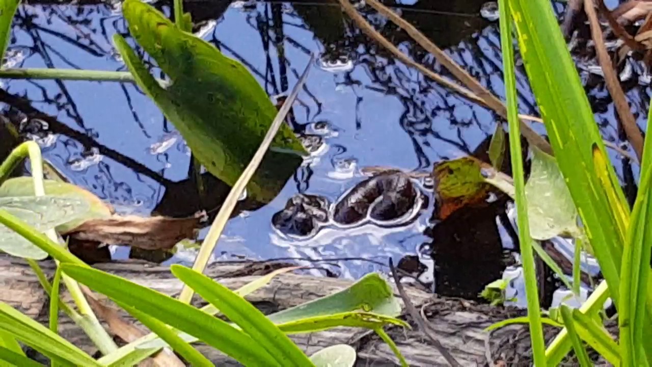 snake eating a turtle????? - YouTube