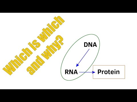 Video: Wat zijn de overeenkomsten tussen transcriptie en vertaling?