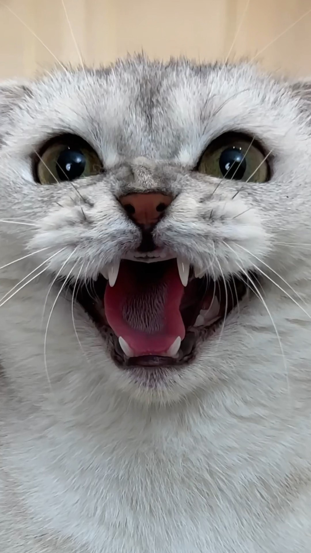 Fake friend? #cat #cats